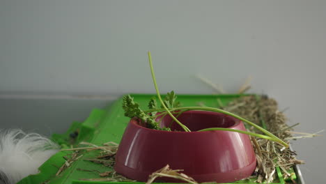 Human-hand-putting-parsley-in-a-red-bowl-for-a-guinea-pig-to-eat