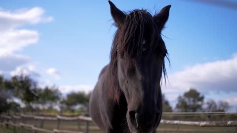 un caballo negro que avanza hacia la cámara con el hocico cerrado