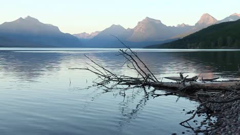 a view across lake macdonald at sunset with a tree in the foreground, glacier national park, montana, usa