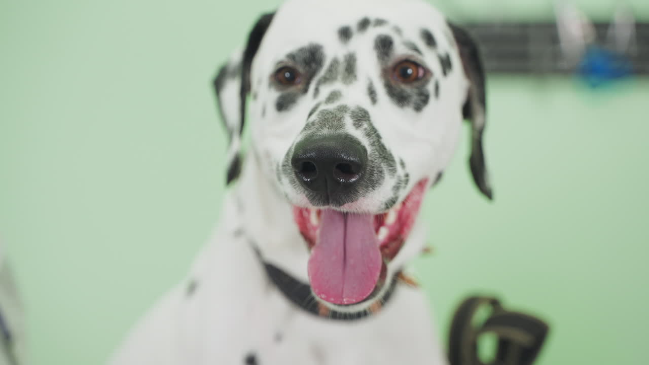 행복한 달마티안 개