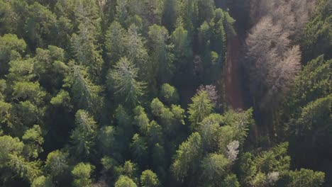 Disparo-De-Dron-Desde-Un-Bosque-De-Abetos-A-Un-área-Deforestada-Con-Sol