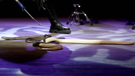 snake performer on stage