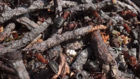 wild ant hill in the forest super macro close-up shot