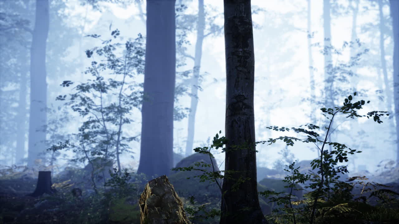 숲 속의 안개가 가득한 아침