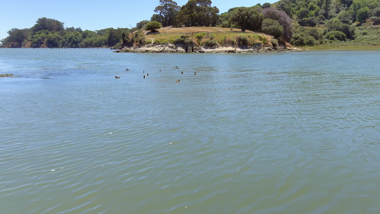 navegando por rat rock island en la bahía de san francisco en un día de verano con patos flotando en el agua