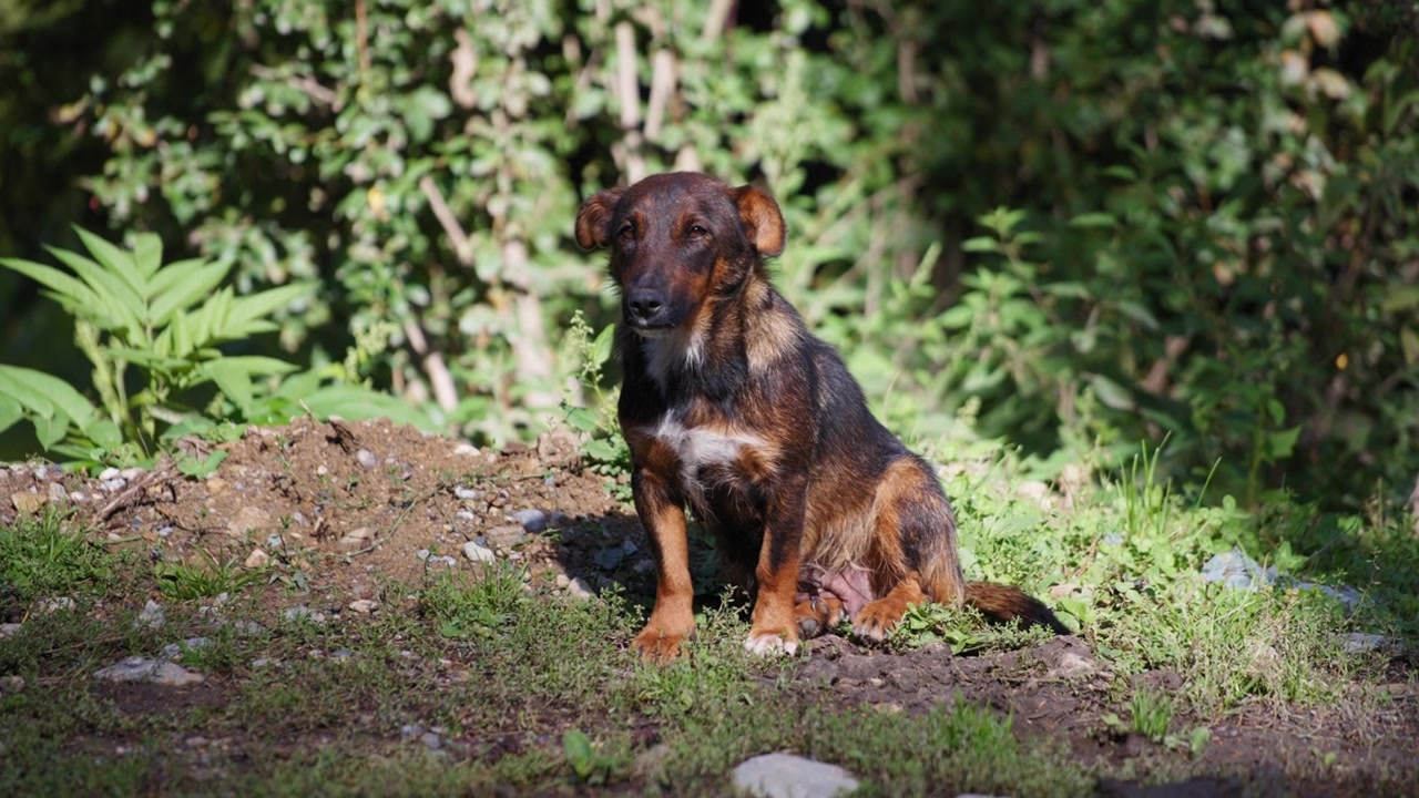 Cachorro bonito sentado em um chão ensolarado