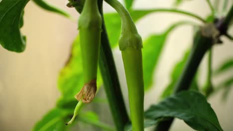 growing green peppers inside a greenhouse two time slow motion