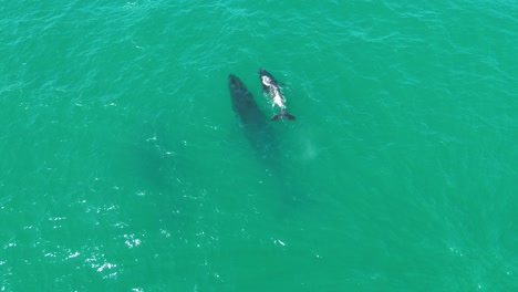 a breathtaking aerial shot of three whales surfacing in the waters of noosa national park, queensland, showcasing their majestic presence.