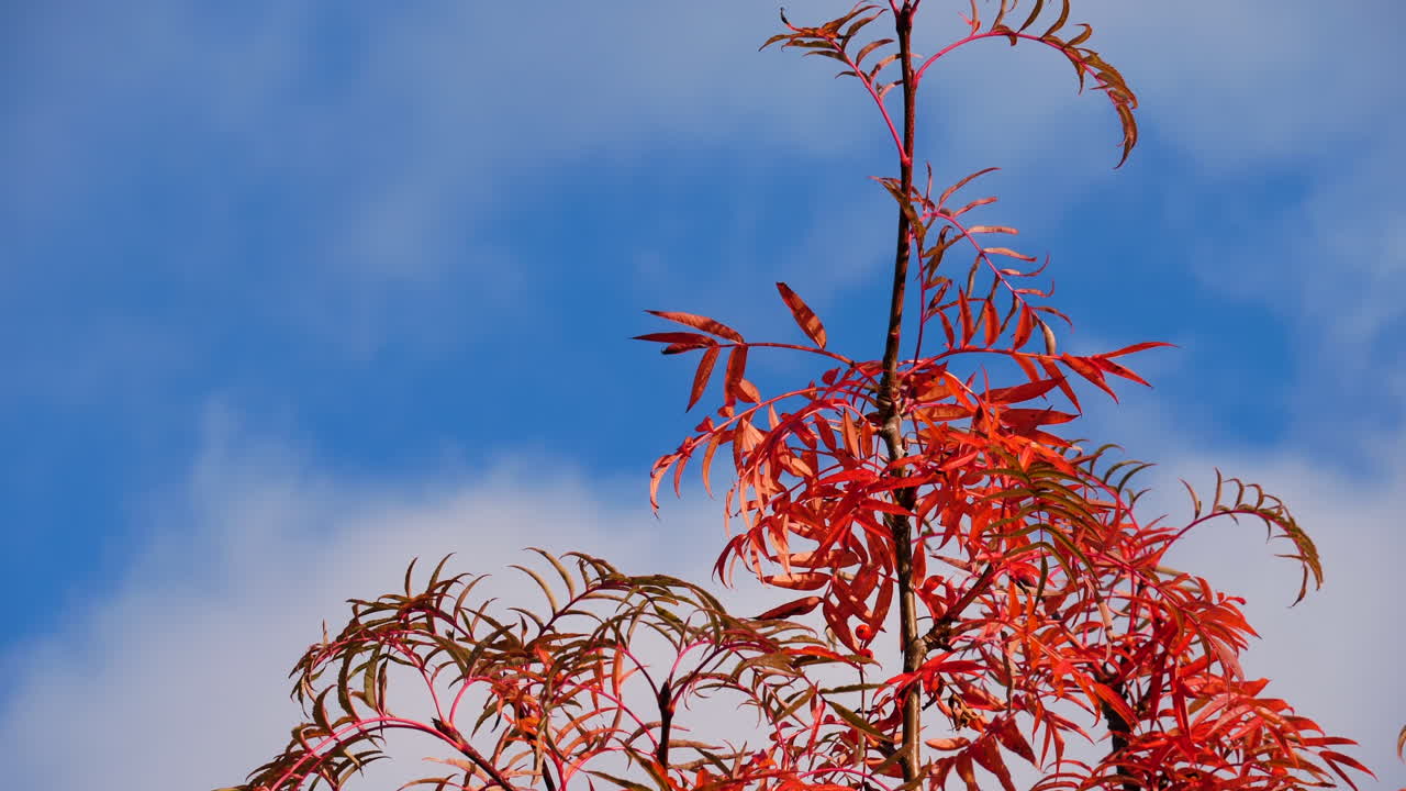 화창한 가을날, 노르웨이 오스트-아그더에 있는 산재 로완 나무, 소르버스 도동, 붉은 단풍색, 푸른 하늘 배경의 기울기 샷