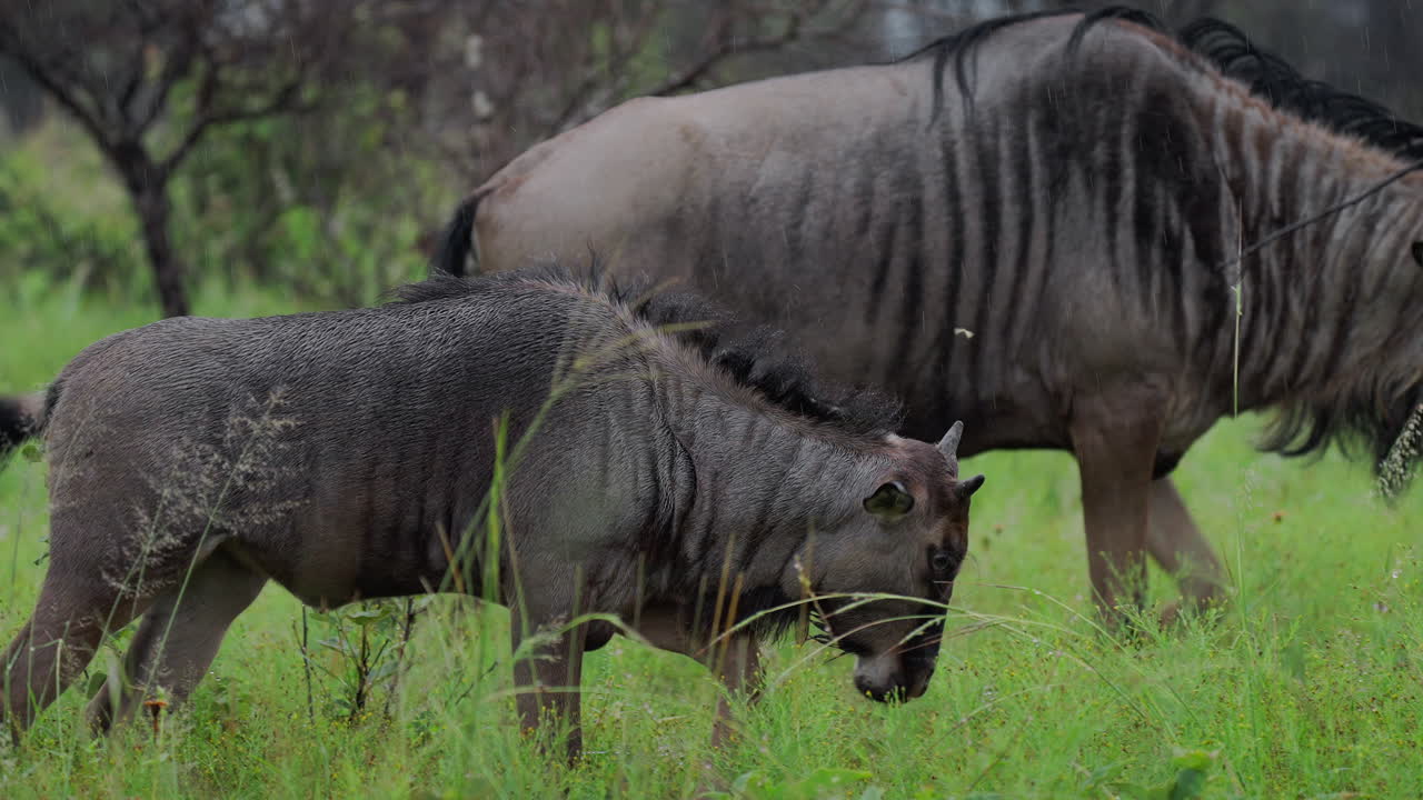 Wildebeest in a rainy savanna