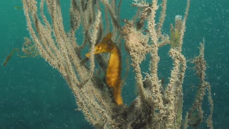 A-bright-yellow-Seahorse-lit-up-by-a-underwater-photographers-lights-resides-in-its-natural-habitat-of-a-soft-coral-plant-below-the-ocean-surface