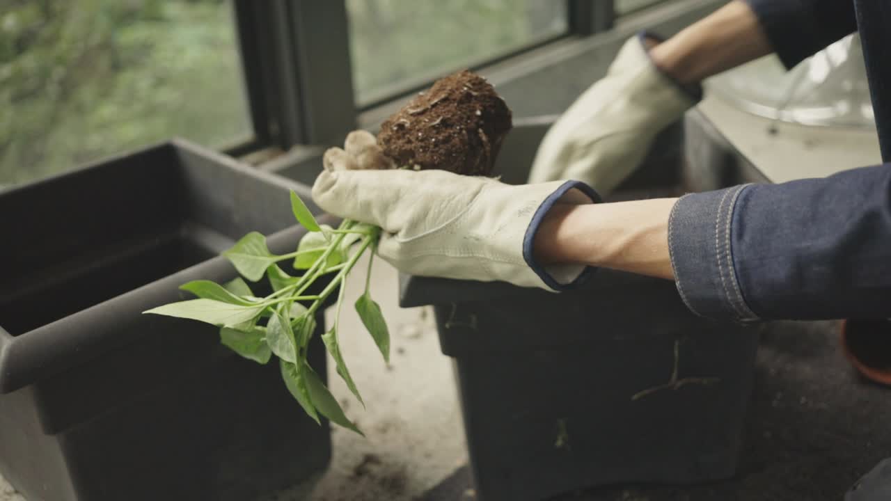 Gardener's Hand Repotting Plant Seedling. closeup