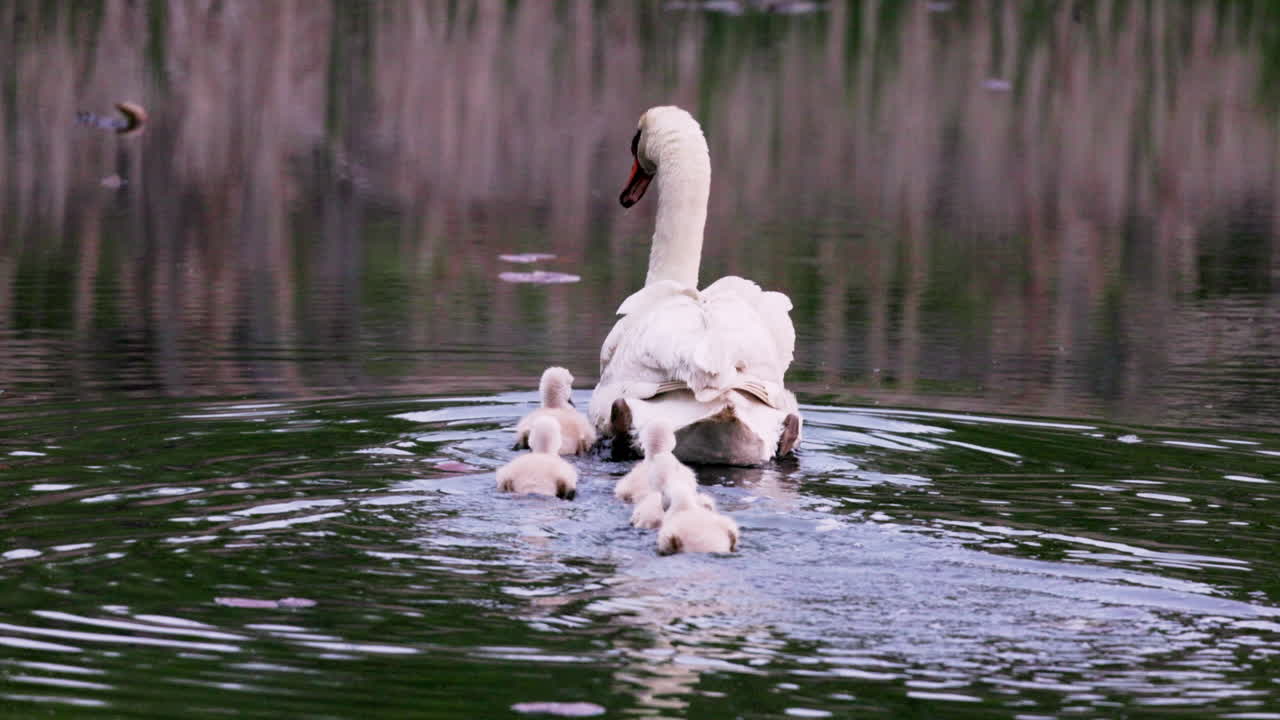 Slow-motion scene of baby swans taking their first swim under the watchful eyes of their parents.