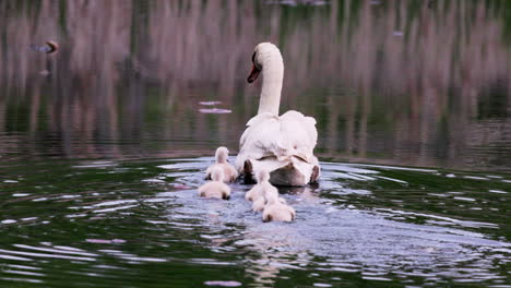 slow-motion scene of baby swans taking their first swim under the watchful eyes of their parents.