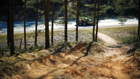 a view of a pine forest on an asphalt road i watched as a driven machine