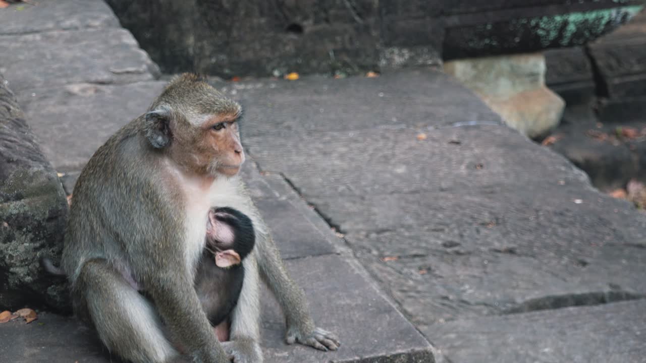 plano medio de monos madre y bebé en las rocas en angkor wat