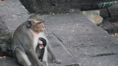 medium shot of mother and baby monkeys on the rocks at angkor wat