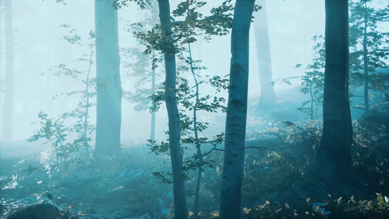 깊은 숲에서 아침 안개