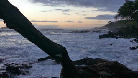 sunset beach scene with driftwood