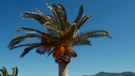 4k palm shot in crete, greece