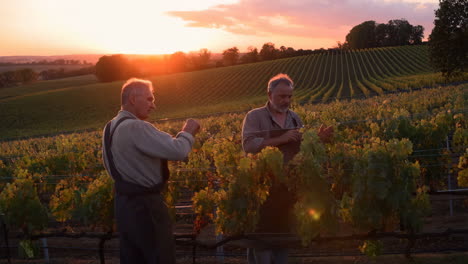 Two winemakers inspect grapevines in a vineyard at sunset