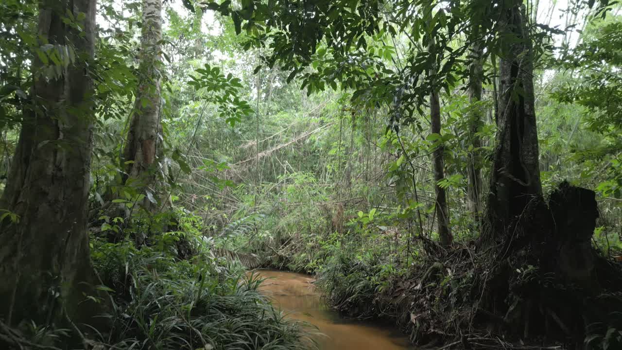 큰 나무와 깨끗한 산, 아름다운 자연이 있는 사라왁의 깊은 녹색 열대 우림을 드론으로 촬영한 멋진 영상이에요.