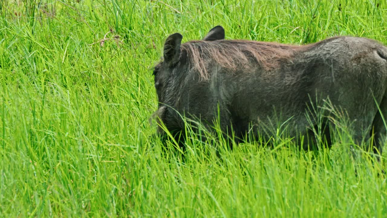 Close up of warthog in Tanzania eating grass