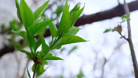 spring branch of green trees swaying wind. one green plants growing in graden