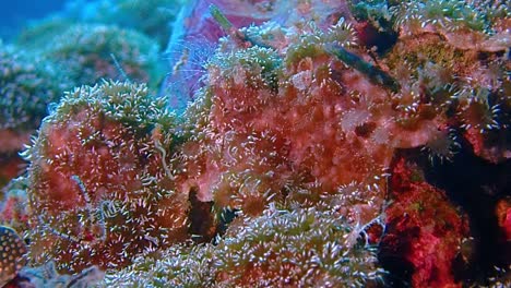 tripod macro shot of corals feeding in the current