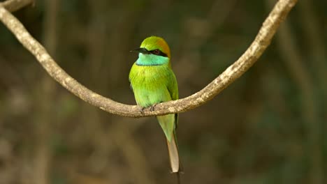 plano medio de una abeja verde sentada en una vid en wilpattu sir lanka buscando su próxima comida