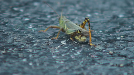 close up of grasshopper walking away