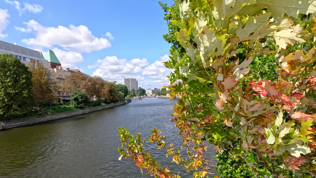 Maple branches with green and red leaves sway in the foreground above a city river, with bright daylight, blue sky, and gentle camera movement