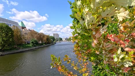 maple branches with green and red leaves sway in the foreground above a city river, with bright daylight, blue sky, and gentle camera movement
