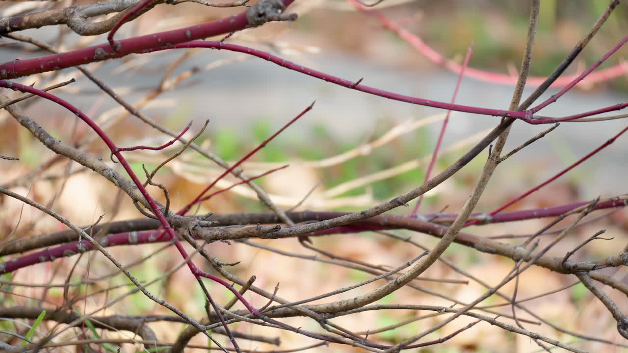 японская синица какает, сидя на безлистной ветке, и улетает - крупный план