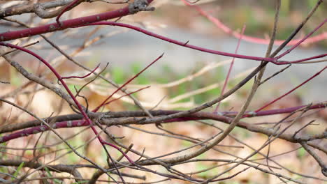 Japanese-Tit-Pooping-Perched-on-Leafless-Branch-And-Flies-Away---Close-up