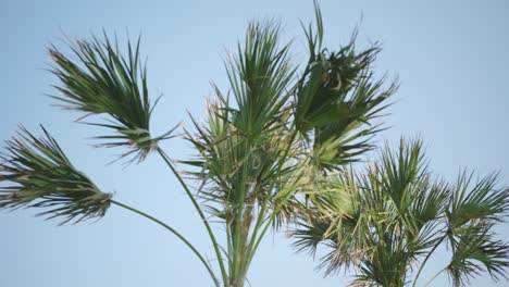 Low-angle-view-of-Palm-trees-in-Galveston,-Texas