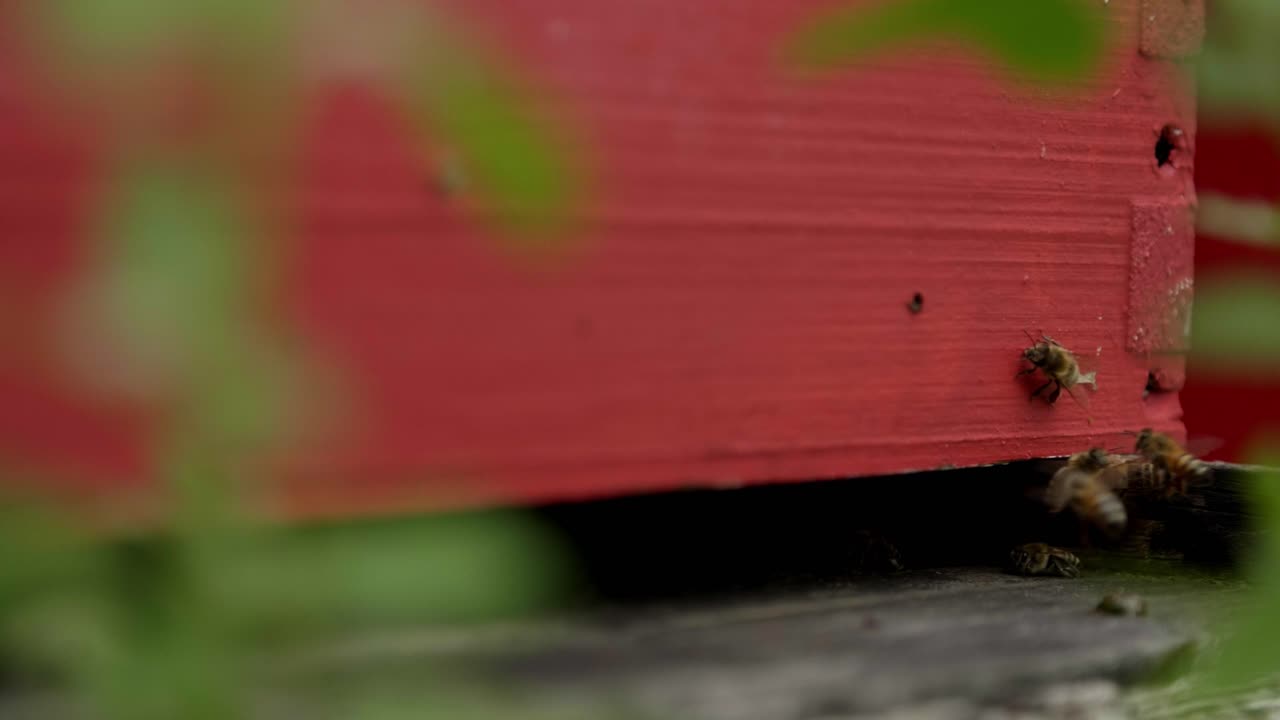 Close up macro shot, slow motion of bees flying around a bright red beehive