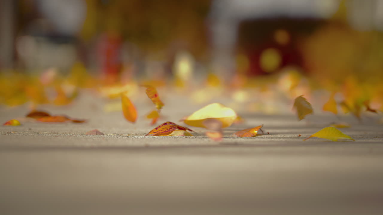 바람이 불어오는 가을 날 아스팔트 도로를 따라 날아다니는 가을 잎