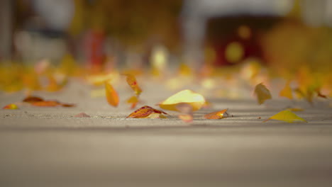 autumn leaves blowing along asphalt road on windy fall day