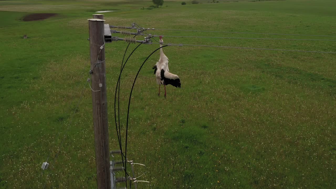 pobre cigüeña blanca sin vida colgando enredada en las líneas eléctricas vista aérea ascendente