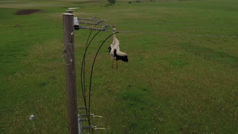 poor lifeless white stork hanging tangled in electric power lines aerial rising view