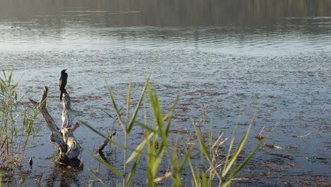 Durch-Das-Schilf-Sehen-Wir-Einen-Kommoran,-Der-über-Einen-Feuchtgebietssee-Blickt