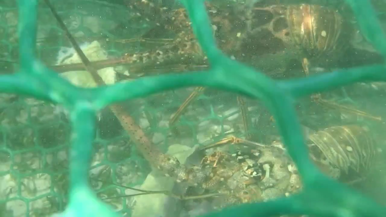 Alimentazione di Aragoste Spinose all'interno di un allevamento, trappola subacquea frenetica, spazzini, primo piano