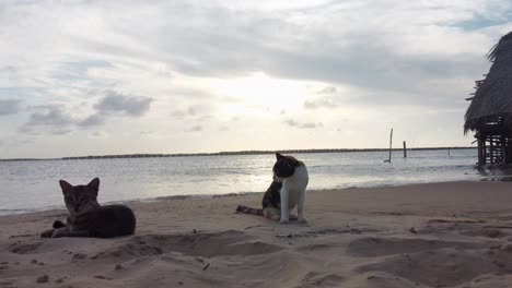 Katzen-Am-Strand-Neben-Einem-Fischernetz