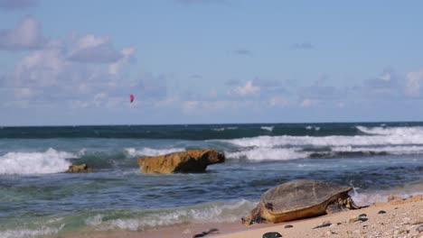 Honu-Kehrt-Ins-Meer-Zurück,-Während-Es-Seinen-Körper-In-Die-Rauschenden-Gezeiten-Der-Küste-Von-Maui-Stößt