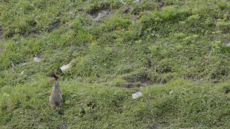 dos marmotas jugando en un prado. primer plano.