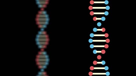 2d animation of two dna on a black background. the background is blurred. the focus is on the front. the subject is on the right. 60fps