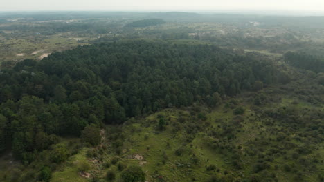 Vibrant-Coniferous-Forest-And-Dune-Landscape-In-Zuid-Kennemerland-National-Park,-Netherlands---aerial-drone-shot