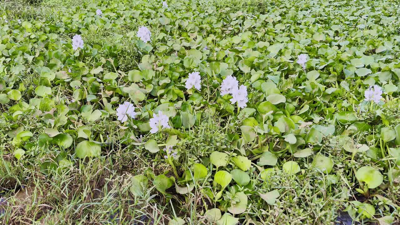 A wide-angle tilt-up shot showing a pond completely covered in water hyacinth, The dense mat of green leaves and violet flowers beautifully captures the invasive spread of this aquatic plant