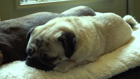 Hank-Der-Mops-Entspannt-Sich-Auf-Einem-Bequemen-Hundebett